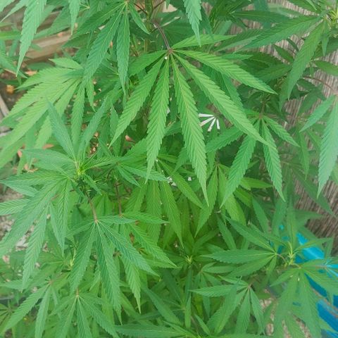 Ak47 growlog timeline photo