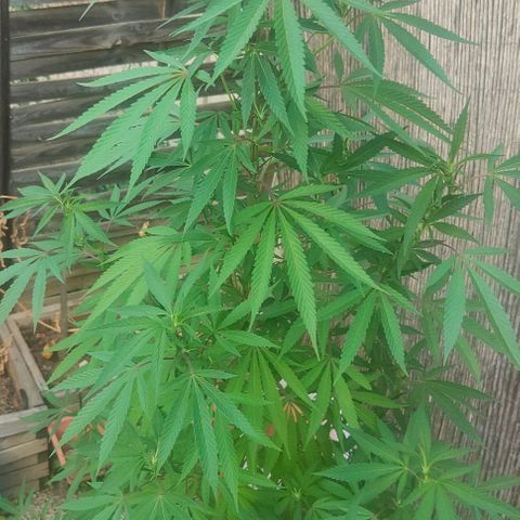 Ak47 growlog timeline photo