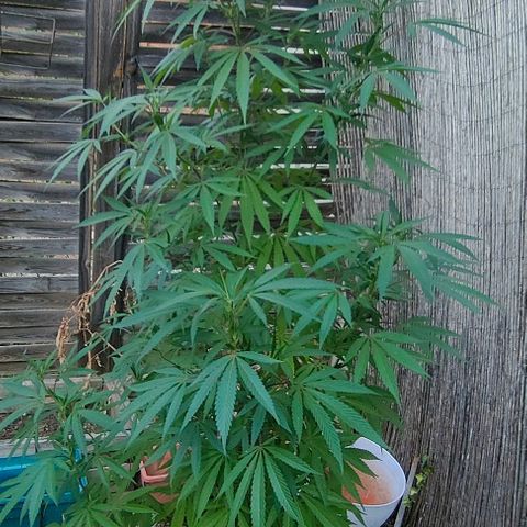 Ak47 growlog timeline photo
