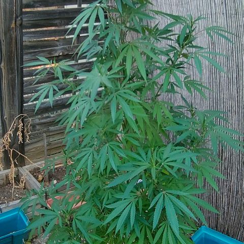 Ak47 growlog timeline photo