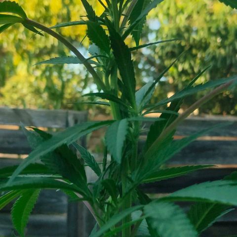 Ak47 growlog timeline photo