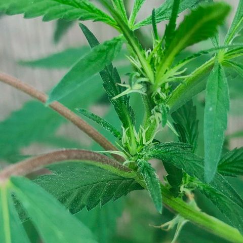 Ak47 growlog timeline photo