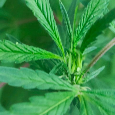 Ak47 growlog timeline photo
