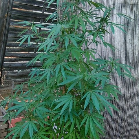 Ak47 growlog timeline photo