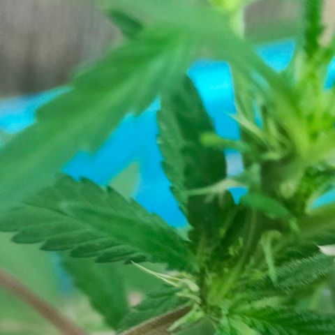 Ak47 growlog timeline photo