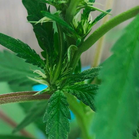 Ak47 growlog timeline photo