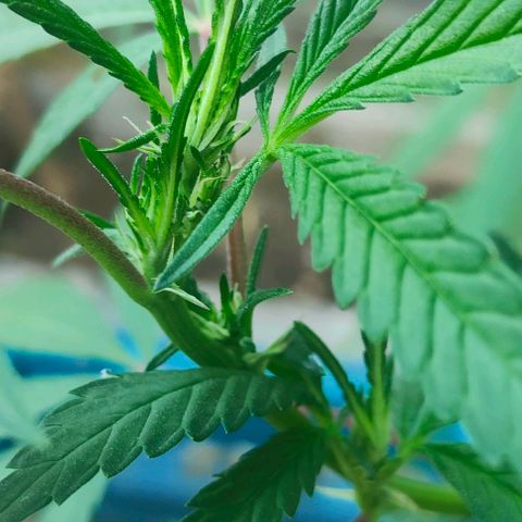 Ak47 growlog timeline photo