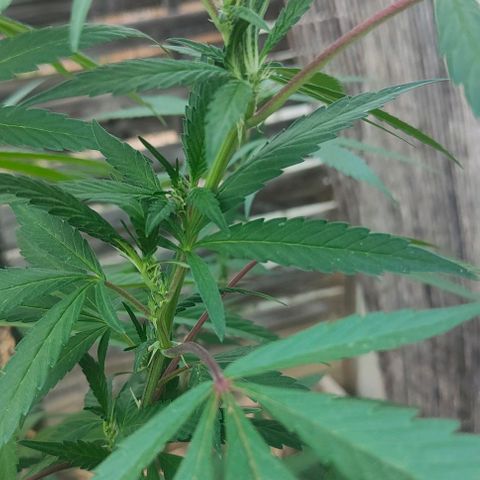 Ak47 growlog timeline photo