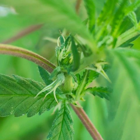 Ak47 growlog timeline photo