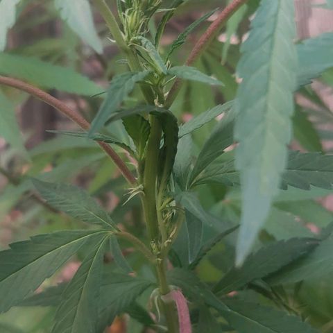 Ak47 growlog timeline photo