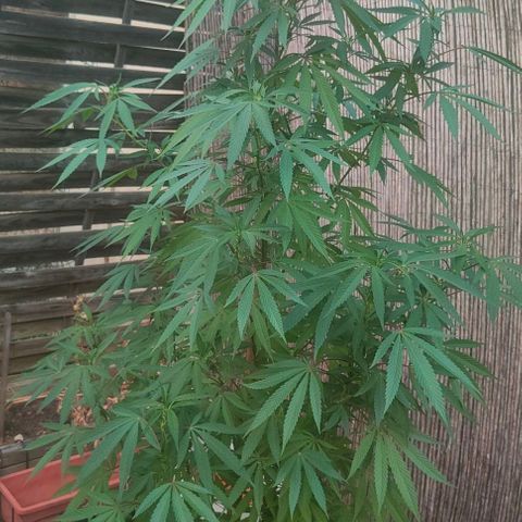 Ak47 growlog timeline photo