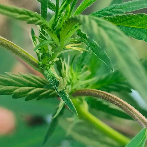 Ak47 growlog timeline photo