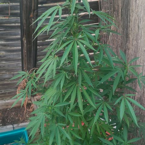 Ak47 growlog timeline photo