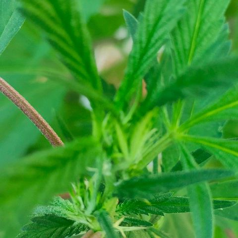 Ak47 growlog timeline photo