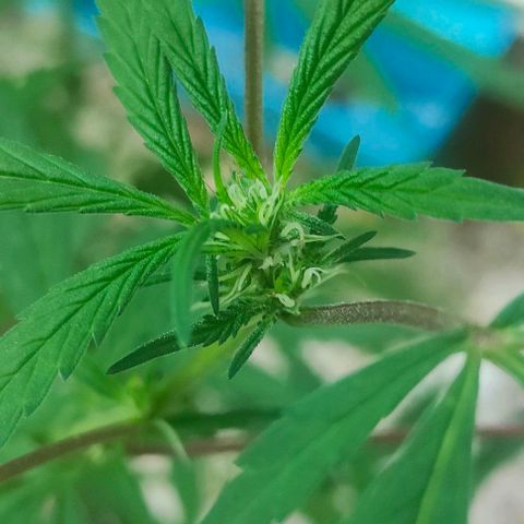 Ak47 growlog timeline photo