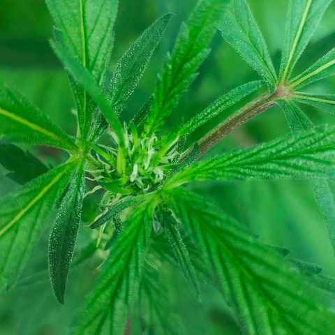 Ak47 growlog timeline photo