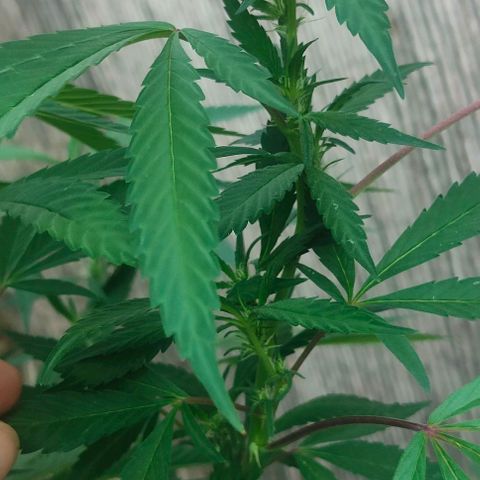 Ak47 growlog timeline photo