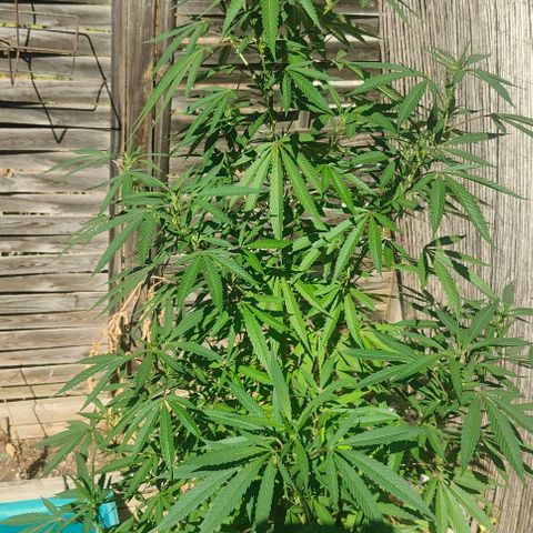 Ak47 growlog timeline photo