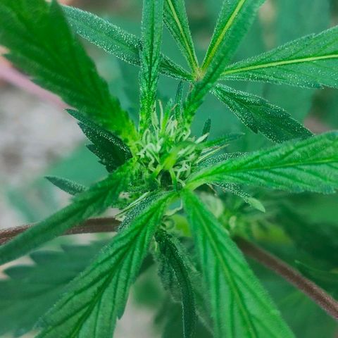 Ak47 growlog timeline photo