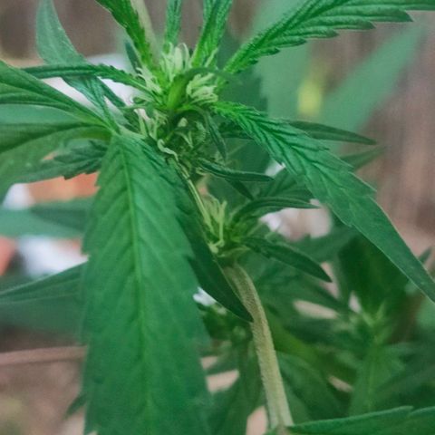 Ak47 growlog timeline photo