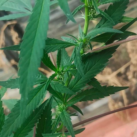 Ak47 growlog timeline photo