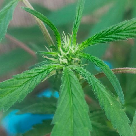 Ak47 growlog timeline photo
