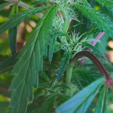 Ak47 growlog timeline photo