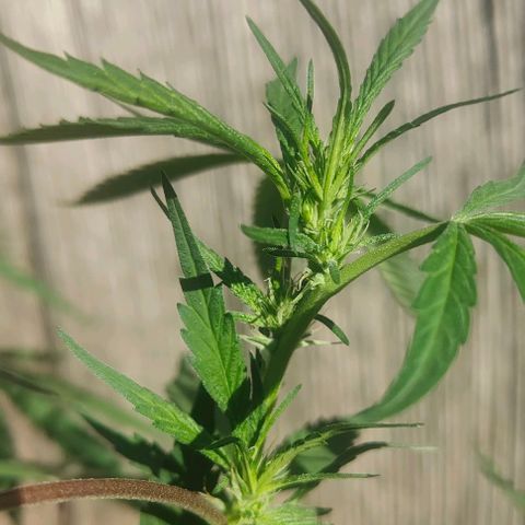 Ak47 growlog timeline photo