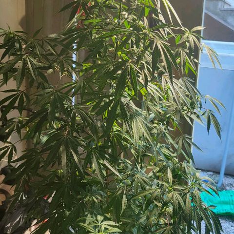 Ak47 growlog timeline photo