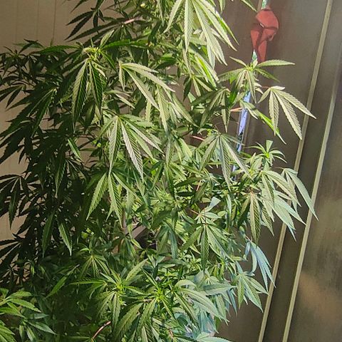 Ak47 growlog timeline photo
