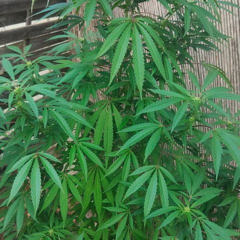 Ak47 growlog timeline photo