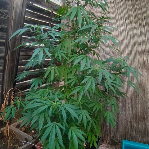 Ak47 growlog timeline photo