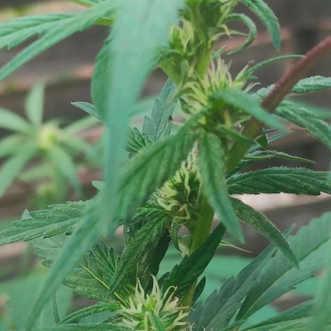 Ak47 growlog timeline photo