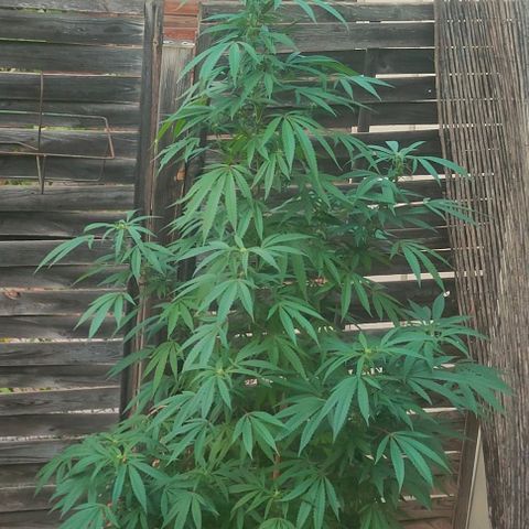 Ak47 growlog timeline photo