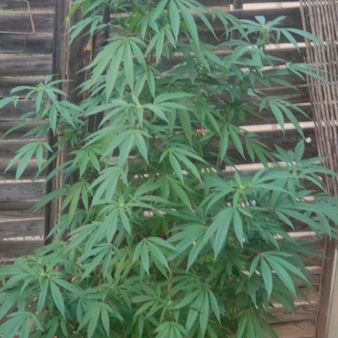 Ak47 growlog timeline photo