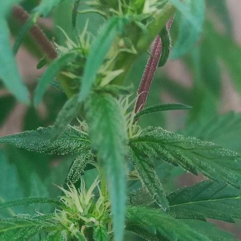 Ak47 growlog timeline photo