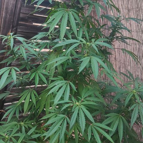 Ak47 growlog timeline photo