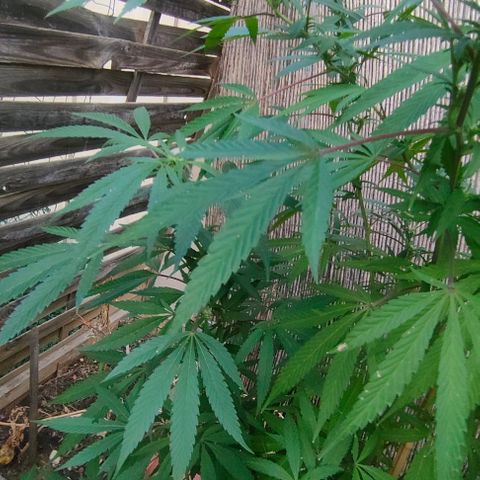 Ak47 growlog timeline photo