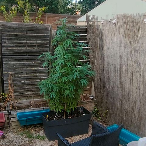 Ak47 growlog timeline photo
