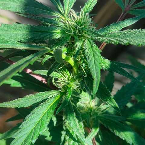 Ak47 growlog timeline photo