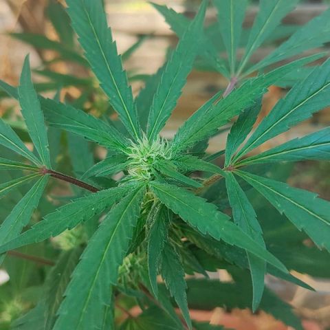 Ak47 growlog timeline photo