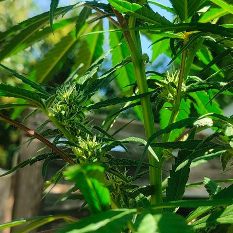 Ak47 growlog timeline photo