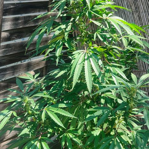 Ak47 growlog timeline photo