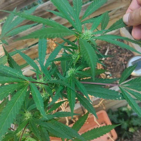 Ak47 growlog timeline photo