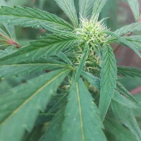 Ak47 growlog timeline photo
