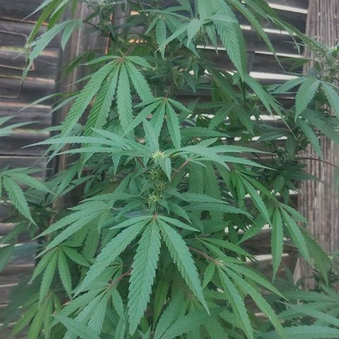 Ak47 growlog timeline photo