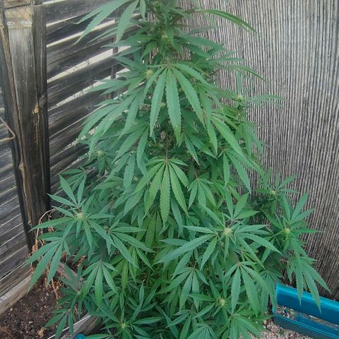 Ak47 growlog timeline photo