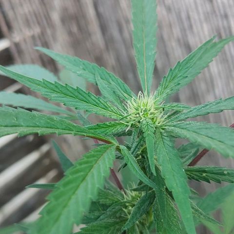 Ak47 growlog timeline photo