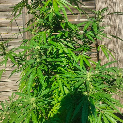 Ak47 growlog timeline photo