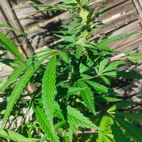Ak47 growlog timeline photo